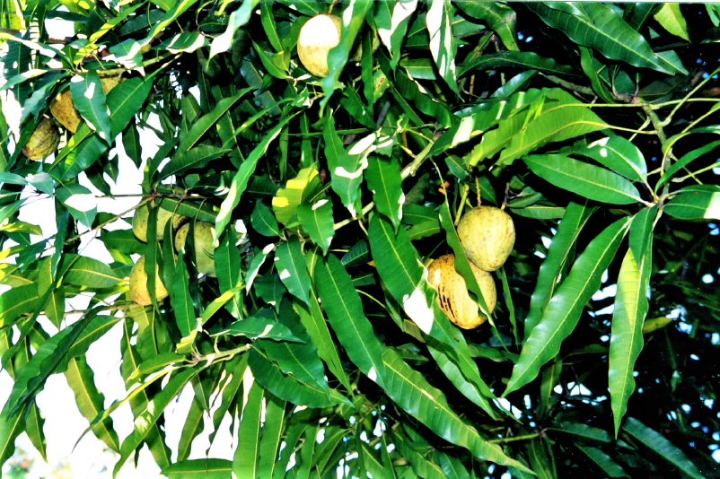 カナイマのマンゴー