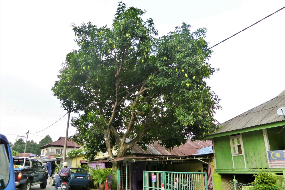 マレーシアのマンゴー樹