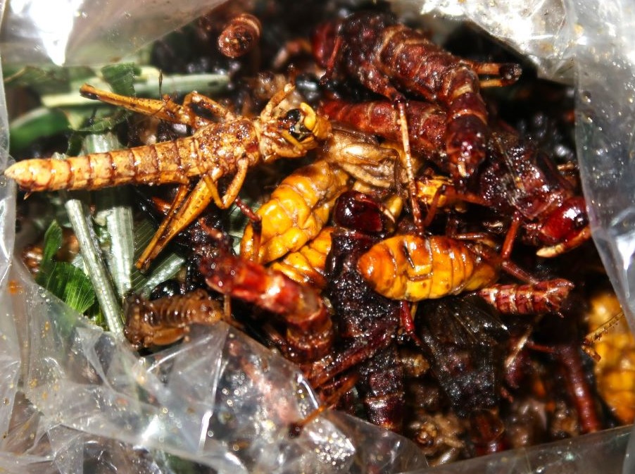 昆虫食2