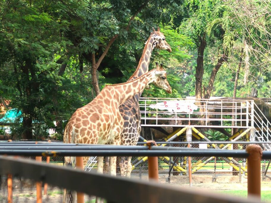 動物園３