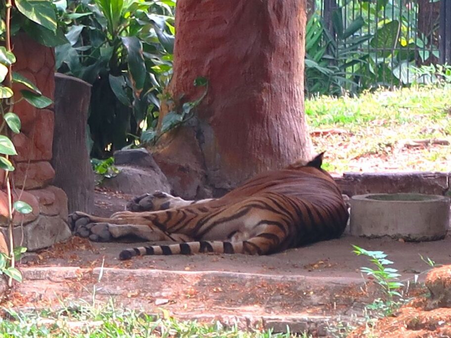 動物園５