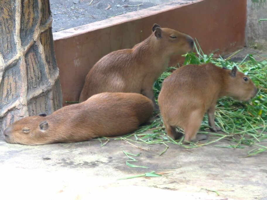 動物園８